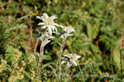 Edelweiss ou immortelle des Pyrénées