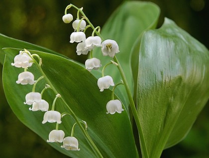 muguet-1