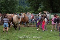 Chevaux préssées de sortir