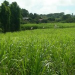rhum-bielle-3