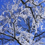 hiver 2010 042 hiver 2010 042