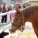foire-bielle-2010 (13)