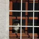 oeufs-de-paques-bielle-06 Le chat se demande pourquoi il y a tous ces enfants ce matin
