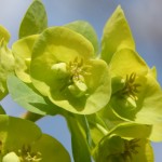 Fleur de l'euphorbe (toxique et corrosif)