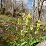 Scille Lys-jacinthe et Primevère élevée