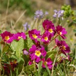 Primevère cultivar