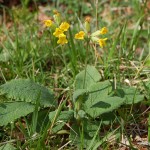 Primevère officinale