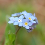 Myosotis des champs