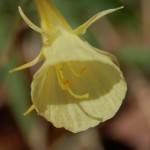 Narcisse Bulbocodium ou Trompète de méduse