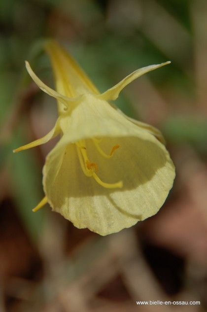 Narcisse Bulbocodium ou Trompète de méduse