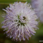 Globulaire