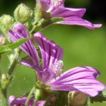 Mauve sylvestre