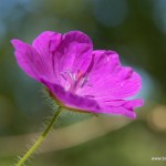 Géranium sanguin