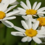 Leucanthème en corymbe