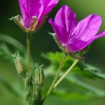 Erodium de Manescaut