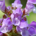 Prunelle à grandes fleurs