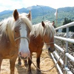 2011-foire-bielle_05 2011-foire-bielle_05
