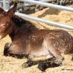 2011-foire-bielle_14 2011-foire-bielle_14