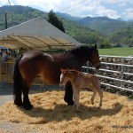 2011-foire-bielle_15 2011-foire-bielle_15