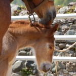 2011-foire-bielle_17 2011-foire-bielle_17
