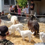 2011-foire-bielle_20 2011-foire-bielle_20