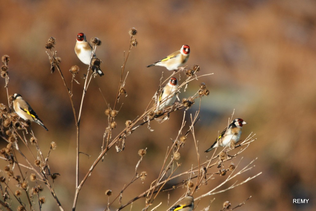 Bande de chardonnerets