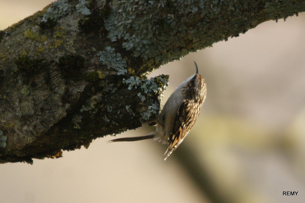 Grimpereau de bois