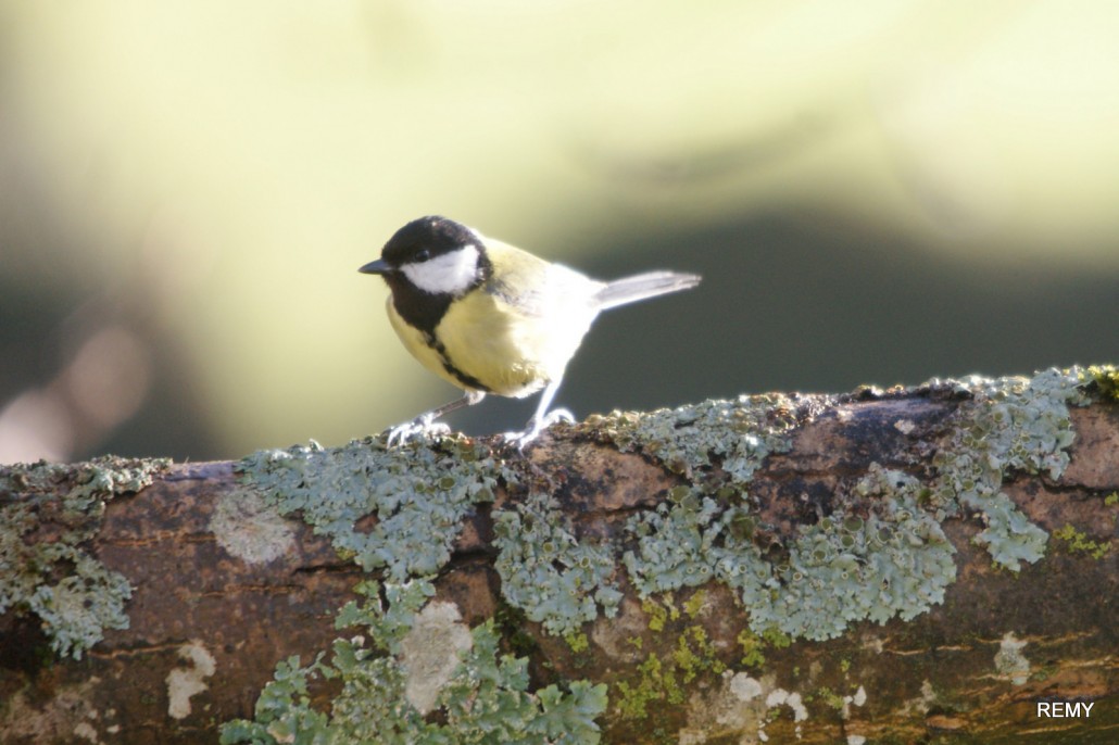 Mésange charbonniere