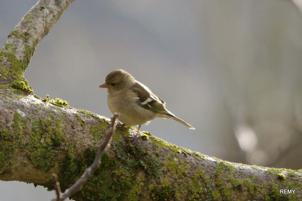 Pinson des arbres femelle