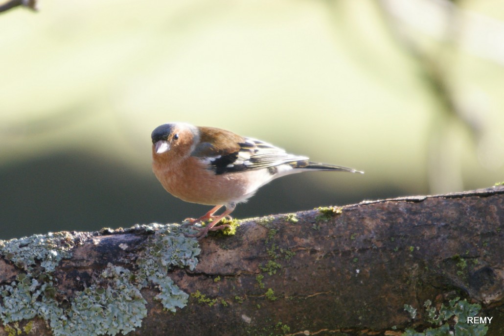 Pinson des arbres male