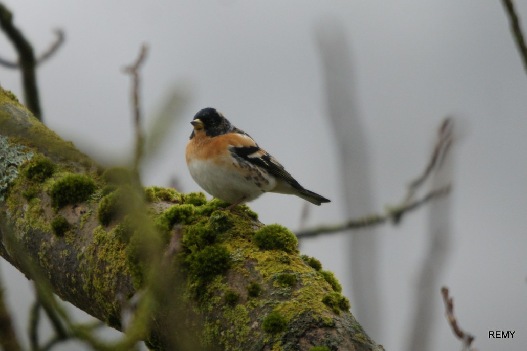 Pinson du nord femelle (2)