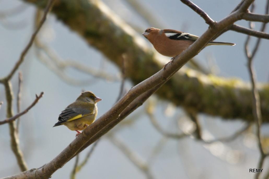 Verdier et pinson des arbres