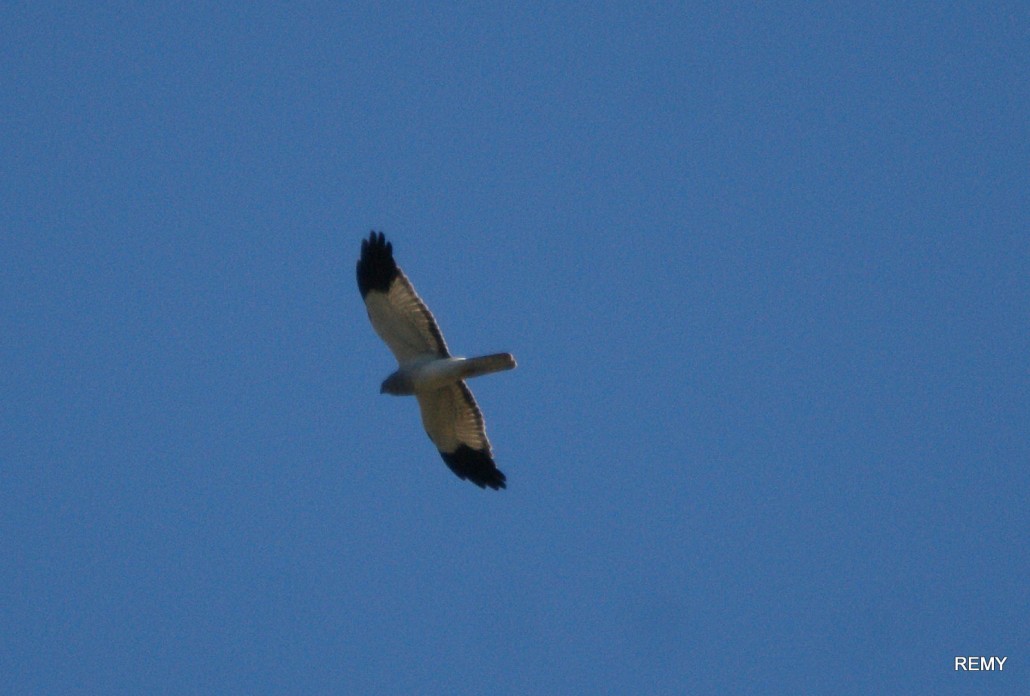 aigle botté probable