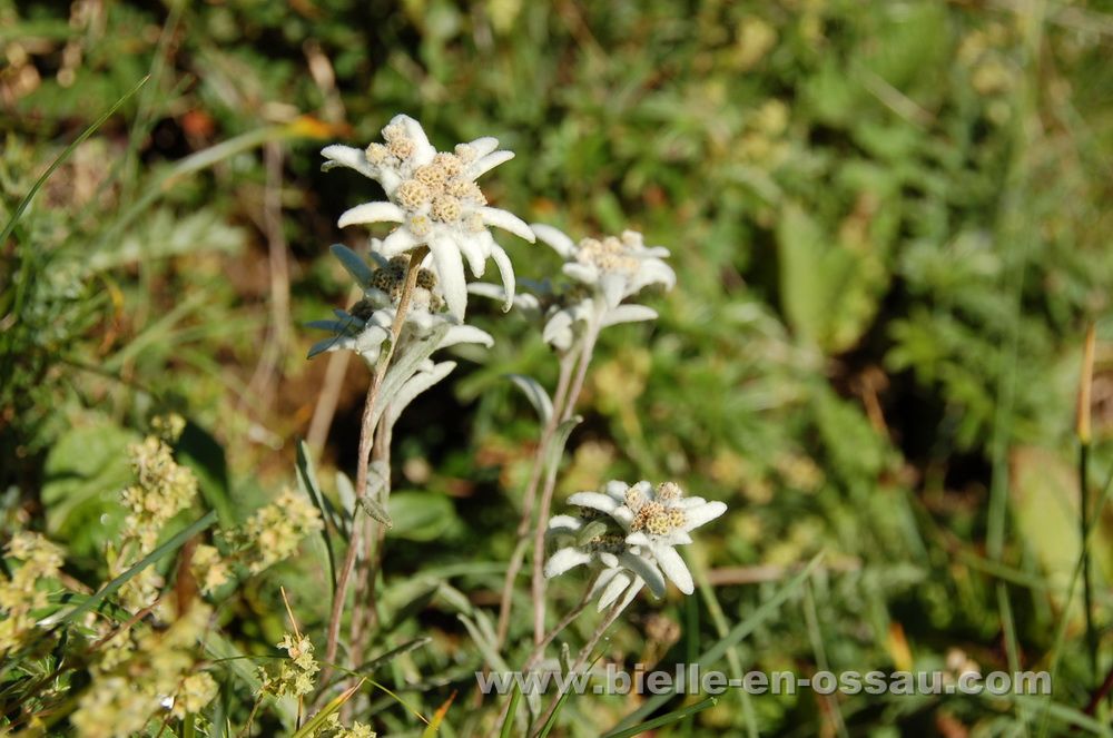 Cueillette des edelweiss 2008 – BIELLE en vallée d'Ossau